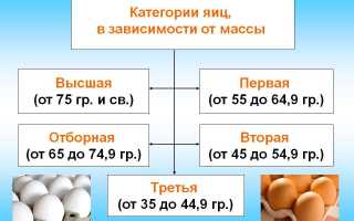 Как правильно готовить яйца?