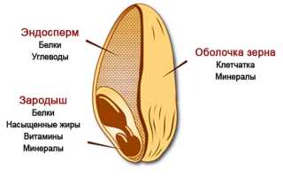 Бесполезный кефир с отрубями — «жиросжигающая амброзия»: 3 мифа о пользе для похудения и здоровья
