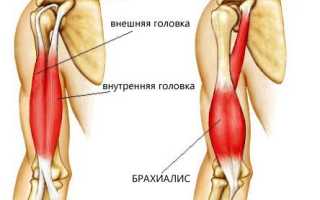 Упражнения для тренировки бицепсов