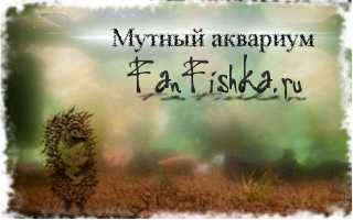 Вода в аквариуме после запуска стала мутной: причины и способы их устранения
